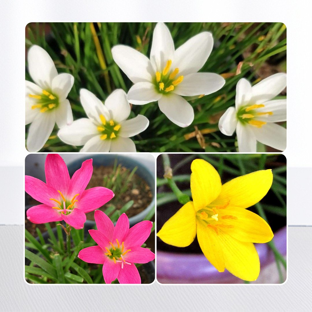 Zephyranthes Rain Lily Bulbs